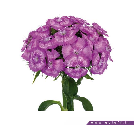 سفارش آنلاین گل - گل قرنفل پادینا - Sweet William | گل آف